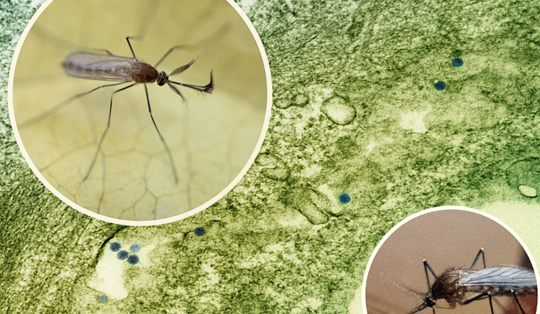Dallas Ramps Up Mosquito Control Measures to Counteract West Nile Virus Spread