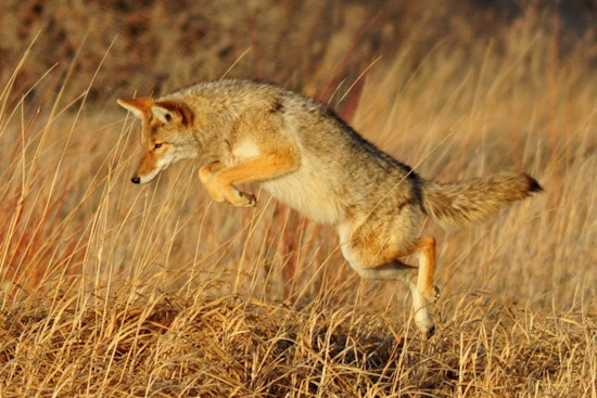 Dartmouth Woman Undergoing Rabies Treatment After Coyote Attack Near Home
