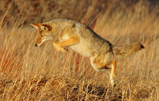 Dartmouth Woman Undergoing Rabies Treatment After Coyote Attack Near Home