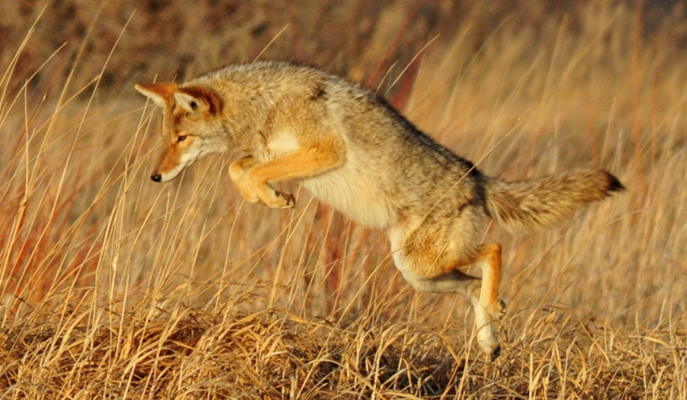 Dartmouth Woman Undergoing Rabies Treatment After Coyote Attack Near Home