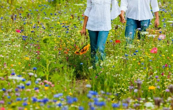 Discover Autumn's Splendor with a Free "Wildflower Walk" at Doyle-Kennefick Regional Park