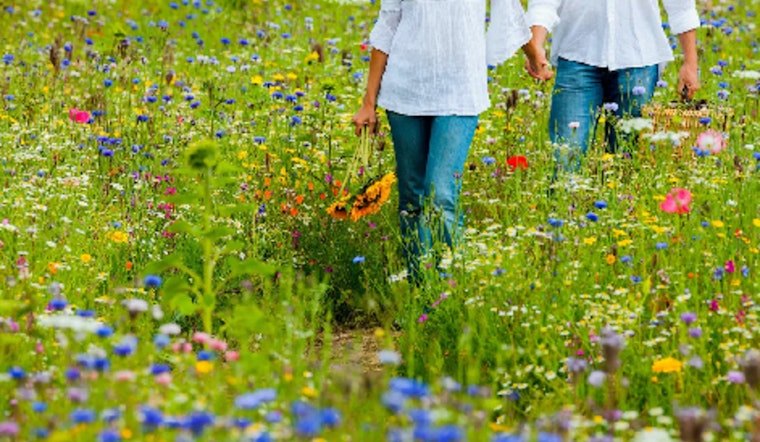 Discover Autumn's Splendor with a Free "Wildflower Walk" at Doyle-Kennefick Regional Park