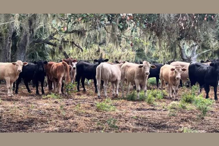 $10K Reward for Information on Cattle Rustlers After 53 Calves Stolen