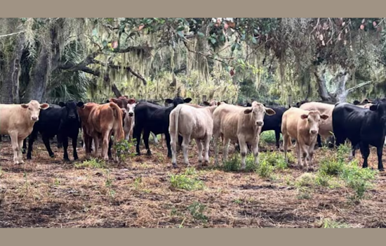 $10K Reward for Information on Cattle Rustlers After 53 Calves Stolen from Osceola County Ranch