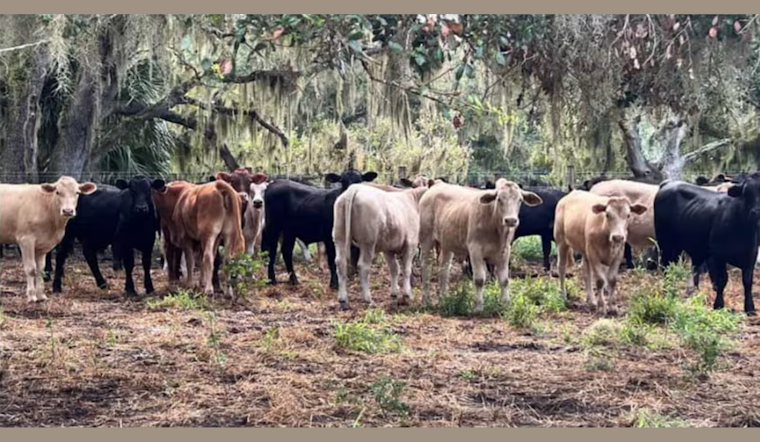 $10K Reward for Information on Cattle Rustlers After 53 Calves Stolen
