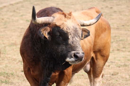 Eight Bulls Run Loose at North Attleboro Mall, Seven Safely Recovered, One Still Missing