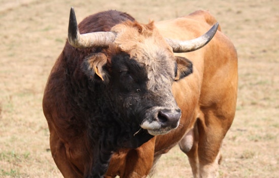 Eight Bulls Run Loose at North Attleboro Mall, Seven Safely Recovered, One Still Missing