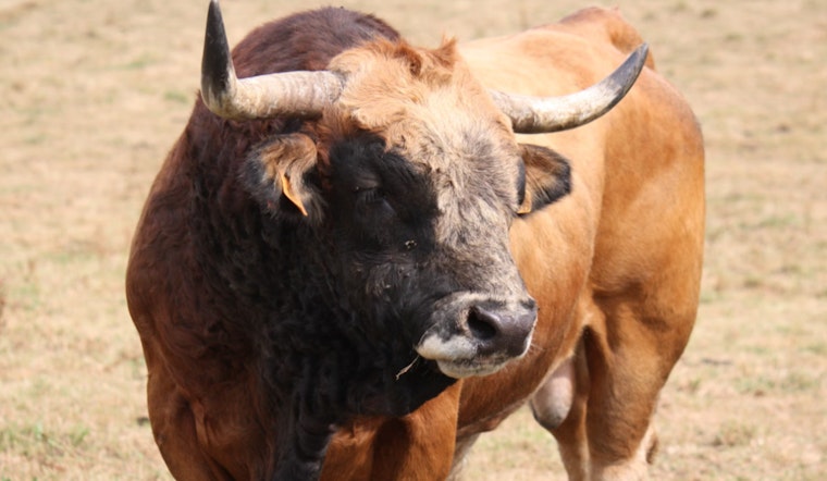 Eight Bulls Run Loose at North Attleboro Mall, Seven Safely Recovered, One Still Missing