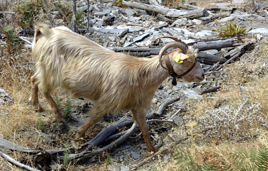 El Paso Mourns Loss of 'Bob the Goat' After Tragic Accident During TPWD's Relocation Effort