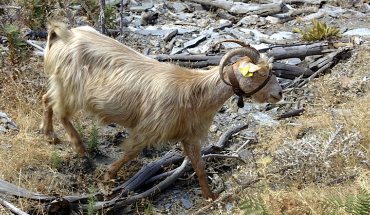 El Paso Mourns Loss of 'Bob the Goat' After Tragic Accident During TPWD's Relocation Effort