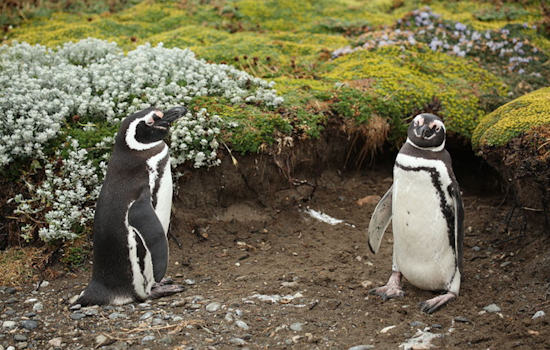 El Paso Zoo Mourns Loss of Two Magellanic Penguins to Avian Malaria