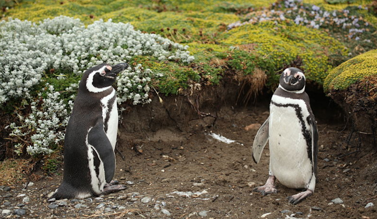 El Paso Zoo Mourns Loss of Two Magellanic Penguins to Avian Malaria