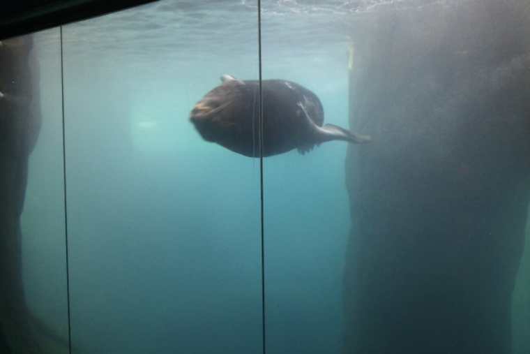 El Paso Zoo Mourns the Loss of Beloved Sea Lion and Military Veteran L.B. at Age 25