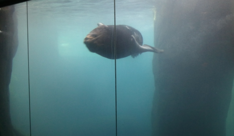 El Paso Zoo Mourns the Loss of Beloved Sea Lion and Military Veteran L.B. at Age 25
