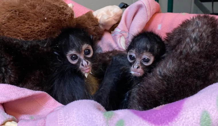 El Paso Zoo Provides Sanctuary for Rescued Baby Spider Monkeys Awaiting Return to Mexico