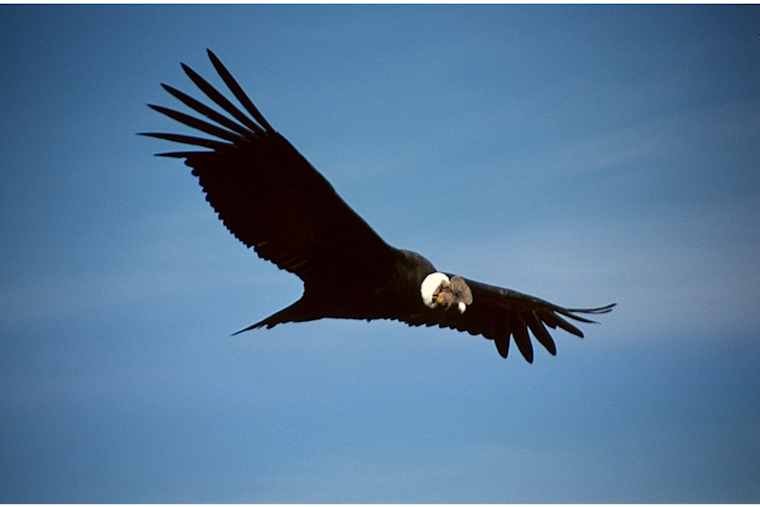 Endangered California Condor Illegally Killed in Colorado, Officials Seek Public's Help in Investigation