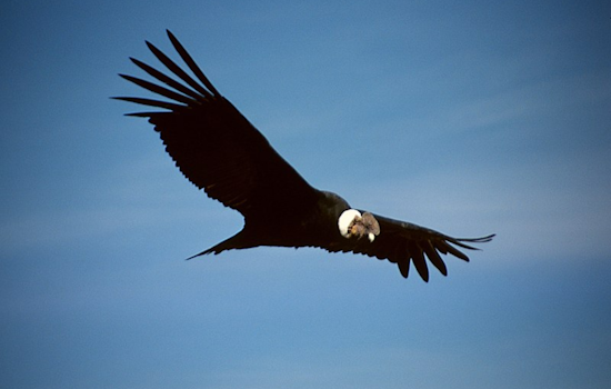 Endangered California Condor Illegally Killed in Colorado, Officials Seek Public's Help in Investigation