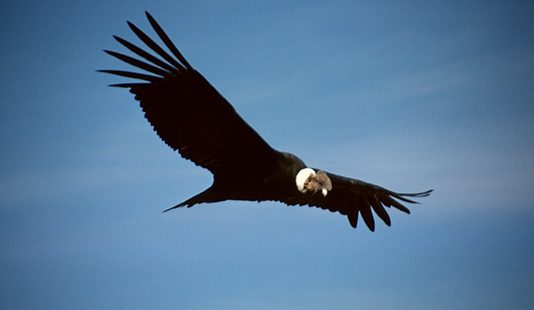 Endangered California Condor Illegally Killed in Colorado, Officials Seek Public's Help in Investigation