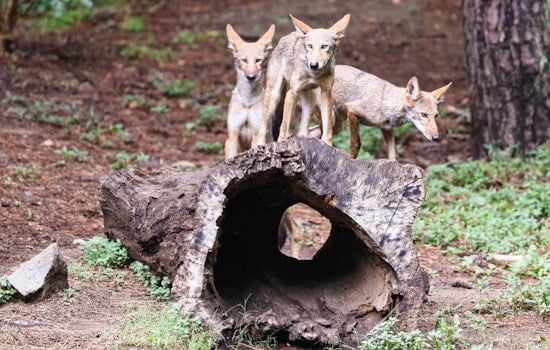 Endangered Red Wolves Relocate from North Carolina to New York in Bid for Species Survival