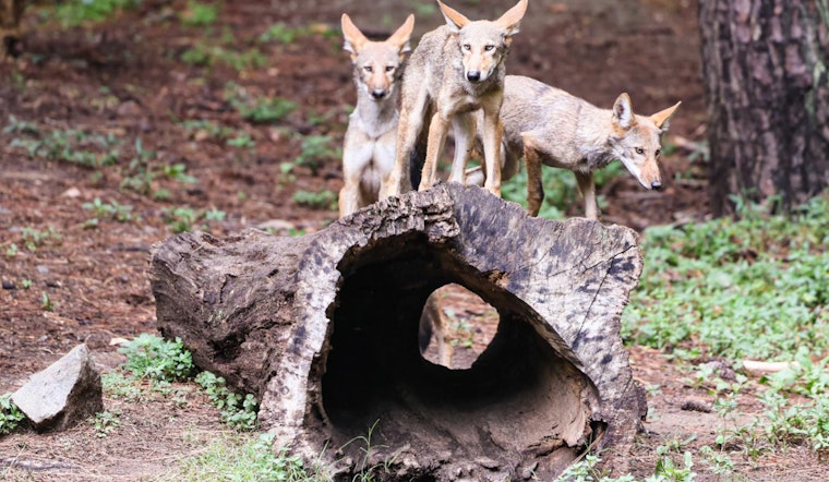 Endangered Red Wolves Relocate from North Carolina to New York in Bid for Species Survival