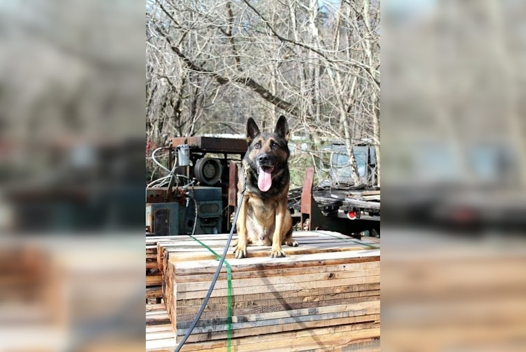 Erwin Community Mourns K-9 Officer Scotty Lost Amidst Catastrophic East Tennessee Flooding