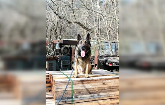 Erwin Community Mourns K-9 Officer Scotty Lost Amidst Catastrophic East Tennessee Flooding