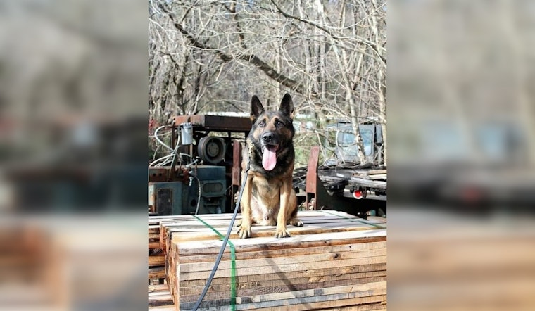 Erwin Community Mourns K-9 Officer Scotty Lost Amidst Catastrophic East Tennessee Flooding