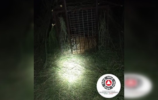 Escaped Tiger from Reynosa Zoo Captured Near Texas Border, Ending Cross-Border Tension