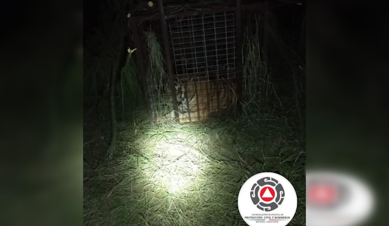 Escaped Tiger from Reynosa Zoo Captured Near Texas Border, Ending Cross-Border Tension