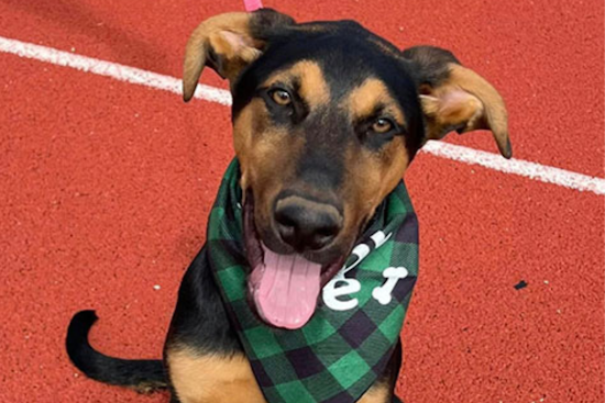 Euless Community Invited to Adopt Pets and Support Local Shelter at Trinity High School Event