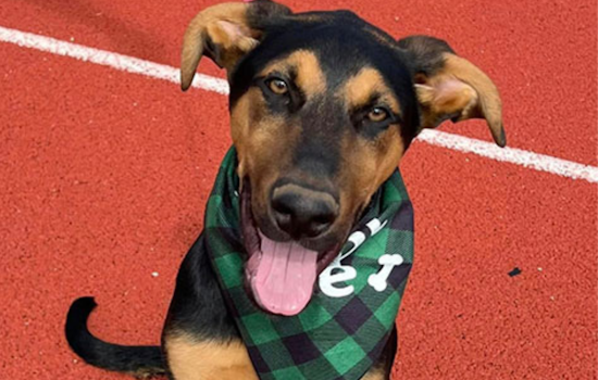 Euless Community Invited to Adopt Pets and Support Local Shelter at Trinity High School Event