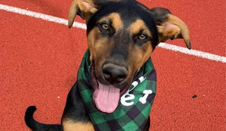 Euless Community Invited to Adopt Pets and Support Local Shelter at Trinity High School Event