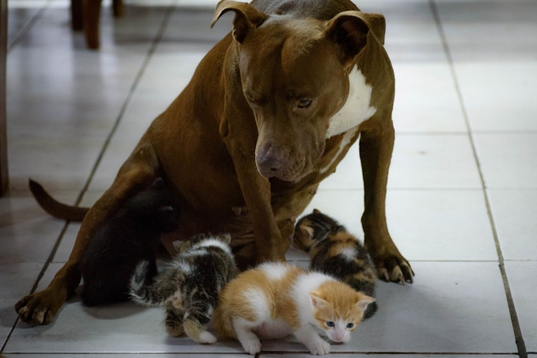 "Fall in Love – Empty the Shelter", Broward County Offers Free Pet Adoptions to Spark Lifelong Bonds