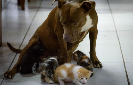 "Fall in Love – Empty the Shelter", Broward County Offers Free Pet Adoptions to Spark Lifelong Bonds