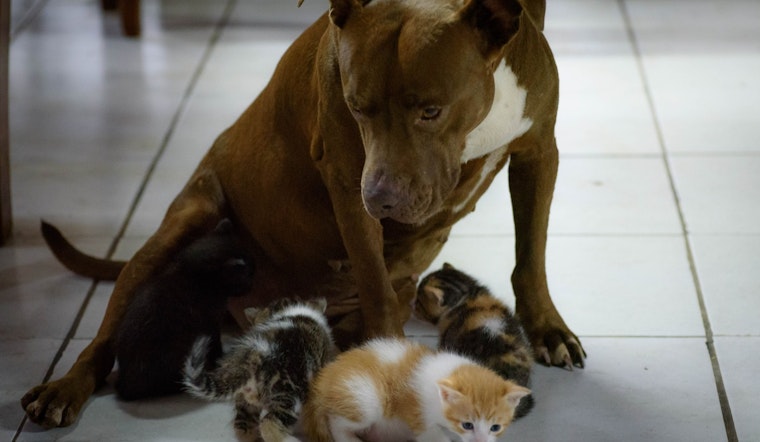 "Fall in Love – Empty the Shelter", Broward County Offers Free Pet Adoptions to Spark Lifelong Bonds