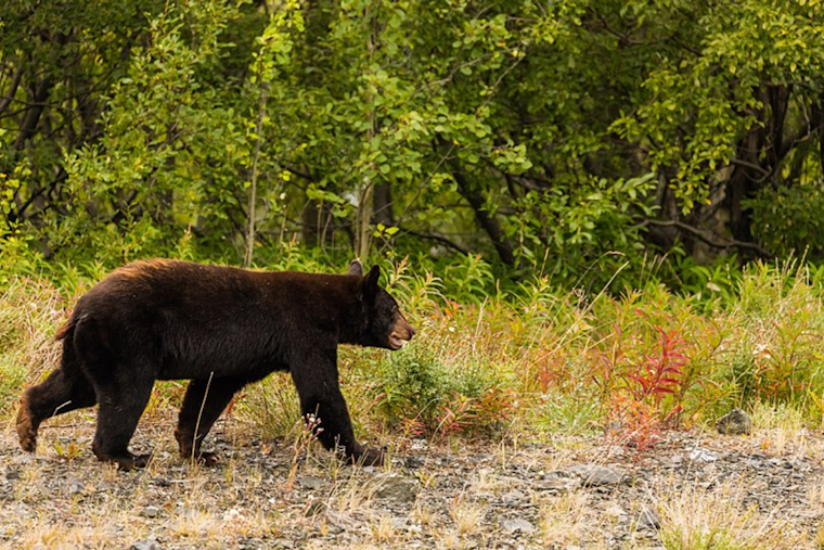Ferry County Hiker Injured in Black Bear Encounter on Mink Creek Road, WDFW Investigating