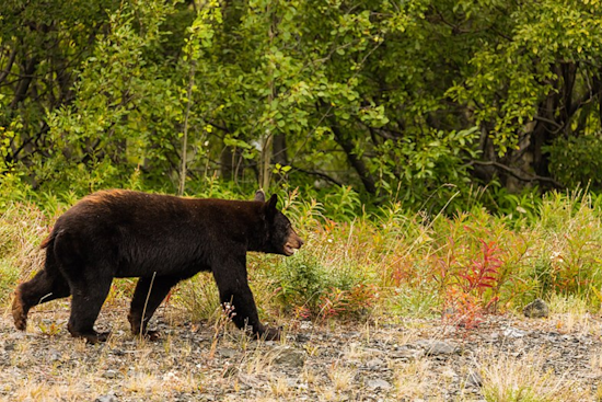 Ferry County Hiker Injured in Black Bear Encounter on Mink Creek Road, WDFW Investigating