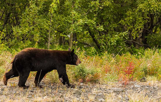 Ferry County Hiker Injured in Black Bear Encounter on Mink Creek Road, WDFW Investigating