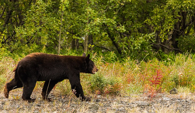 Ferry County Hiker Injured in Black Bear Encounter on Mink Creek Road, WDFW Investigating