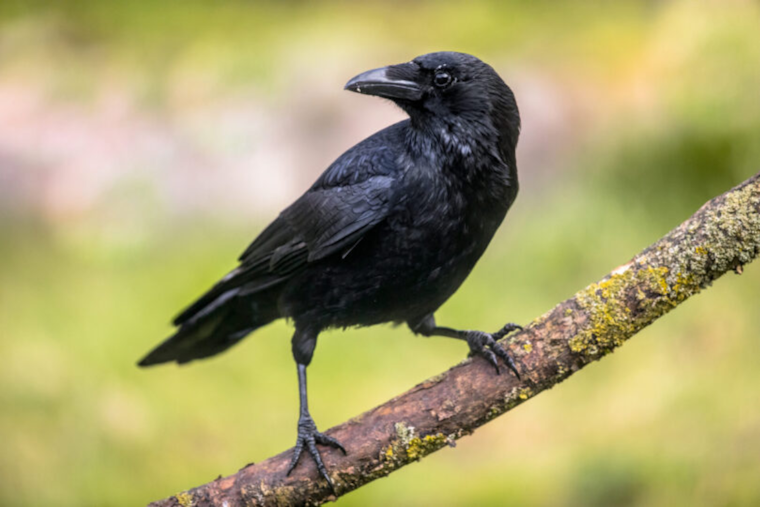 First Case of West Nile Virus Detected in Dead Crow in San Diego's Clairemont Area