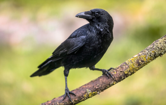 First Case of West Nile Virus Detected in Dead Crow in San Diego's Clairemont Area