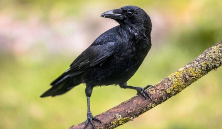 First Case of West Nile Virus Detected in Dead Crow in San Diego's Clairemont Area