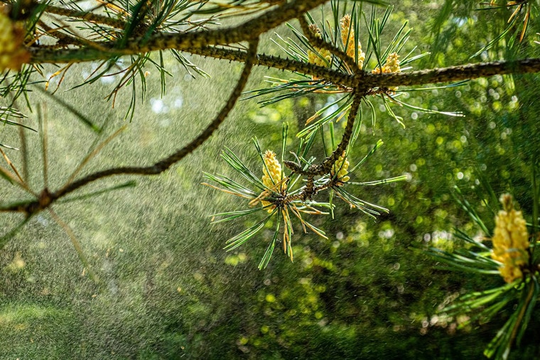 Chicago Hit by Peak Allergy Season with High Pollen Counts, as Climate Change Exacerbates Conditions Nationwide