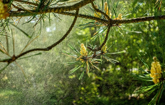 Chicago Hit by Peak Allergy Season with High Pollen Counts, as Climate Change Exacerbates Conditions Nationwide