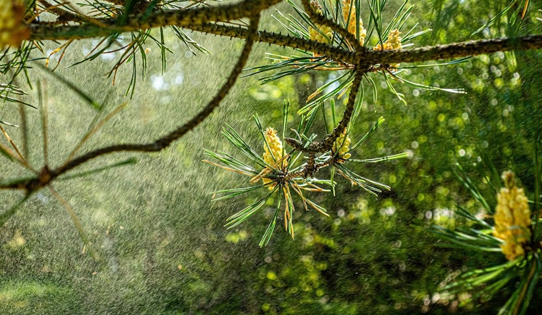 Chicago Hit by Peak Allergy Season with High Pollen Counts, as Climate Change Exacerbates Conditions Nationwide