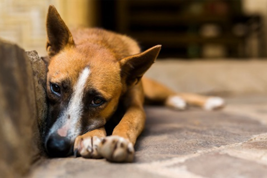 Fort Worth Animal Shelters on Alert as "Strep Zoo" Infection Spreads Among Dogs