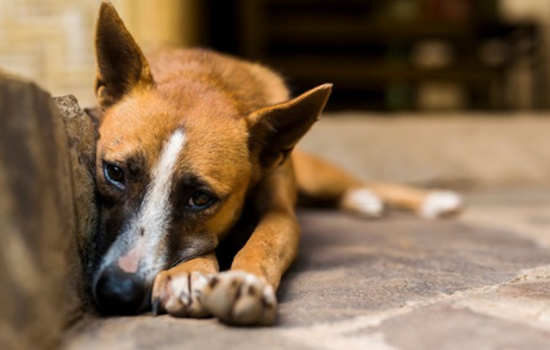 Fort Worth Animal Shelters on Alert as "Strep Zoo" Infection Spreads Among Dogs