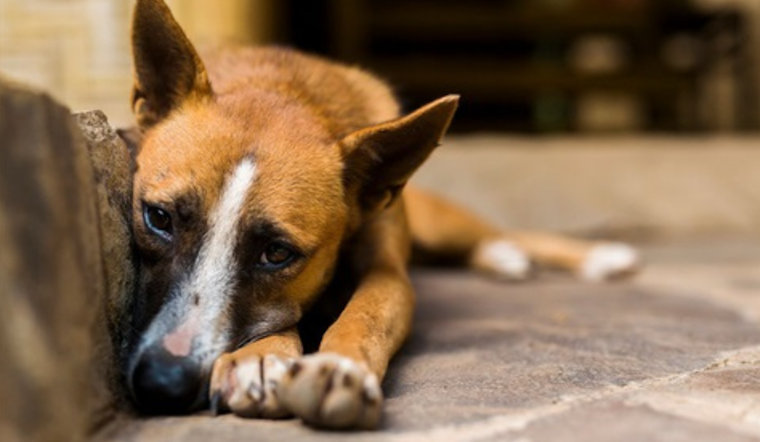 Fort Worth Animal Shelters on Alert as "Strep Zoo" Infection Spreads Among Dogs