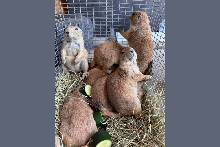 Fort Worth Celebrates Return of Prairie Dogs to Nature Center in Sweeping Conservation Effort