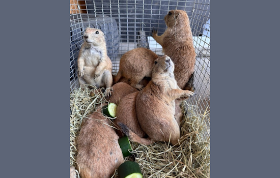 Fort Worth Celebrates Return of Prairie Dogs to Nature Center in Sweeping Conservation Effort